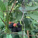 Apollonia 빌라 피에르