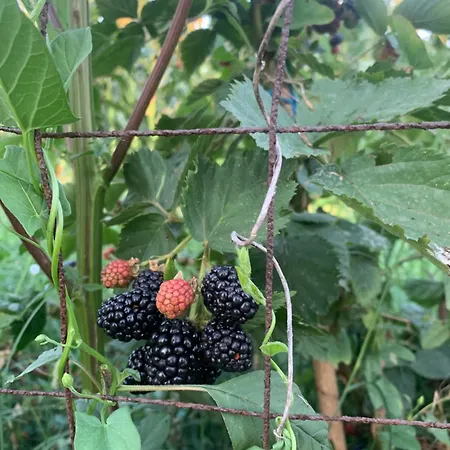 Apollonia Villa Fier