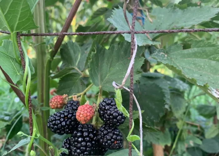 Apollonia 别墅 费里